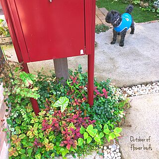 玄関/入り口/秋色/植物/グリーンのある暮らし/ガーデン雑貨...などのインテリア実例 - 2016-10-04 07:30:46