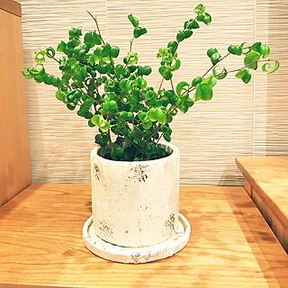 リビング/観葉植物のある暮らし/植木鉢のインテリア実例 - 2017-05-13 13:20:18