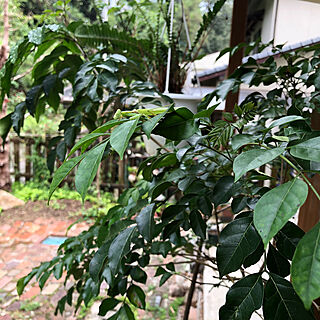 玄関/入り口/シマトネリコの鉢植え/カマキリ/雨模様のインテリア実例 - 2018-09-21 11:04:20