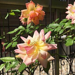 玄関/入り口/フィリスバイド/バラ/薔薇のインテリア実例 - 2017-05-18 09:02:58