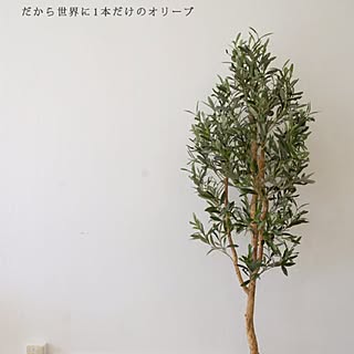 部屋全体/人工観葉植物/フェイクグリーンディスプレイ/オリーブの木フェイク/オリーブ...などのインテリア実例 - 2017-07-16 14:59:16