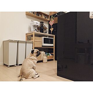 壁に付けられる家具/犬/賃貸/Instagram:yui____k/犬と暮らす...などのインテリア実例 - 2017-01-26 18:20:28