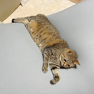 楽天/猫と暮らす家/一人暮らし/北欧/リビングのインテリア実例 - 2022-09-26 22:38:39