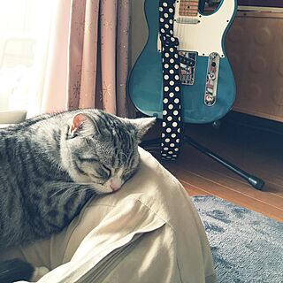 ベッド周り/フェンダーUSA/ギター/猫/ねこのいる風景...などのインテリア実例 - 2016-05-28 16:18:38