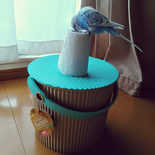 バス/トイレ/RCの出会いに感謝♡/セキセイインコ/ナチュラル/ペットと暮らす家...などのインテリア実例 - 2018-02-23 21:45:46