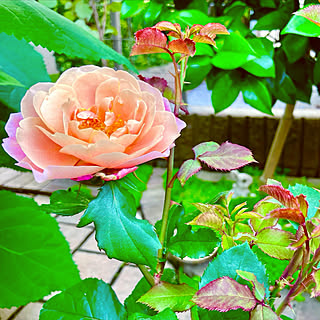 花のある暮らし/見てくださりありがとうございます♡/薔薇/薔薇が続いてすみません…/ゆっくりお邪魔いたします♡...などのインテリア実例 - 2023-05-21 09:00:08