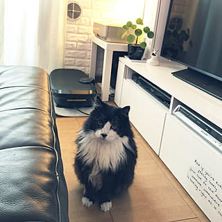 リビング/LANDSKRONA/IKEA/猫/たぬ...などのインテリア実例 - 2019-02-18 16:11:04