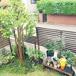 部屋全体/DIＹ/人工芝/芝生の庭/植栽...などのインテリア実例 - 2021-08-29 11:07:19