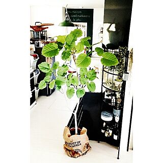 キッチン/観葉植物/グリーン化計画♡/IKEAのインテリア実例 - 2014-08-27 16:50:21