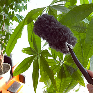 観葉植物/新生活フェス2021/暮らしの味方/クイックルしやすい部屋/清潔を保つ...などのインテリア実例 - 2021-04-11 10:28:16