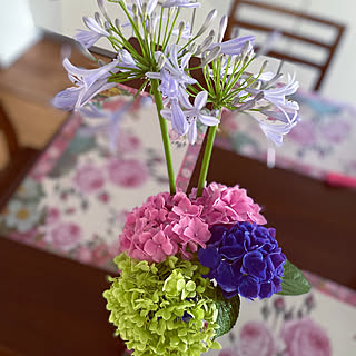 アガパンサス のインテリア実例 Roomclip ルームクリップ