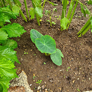 玄関/入り口/雨の日の楽しみ方/平屋暮らし/家庭菜園初心者/里芋の葉っぱ...などのインテリア実例 - 2022-06-18 23:07:45