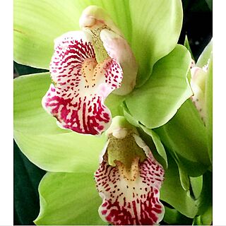 cymbidium orchid/観葉植物/大花蕙蘭/Torontoのインテリア実例 - 2017-01-15 02:51:15