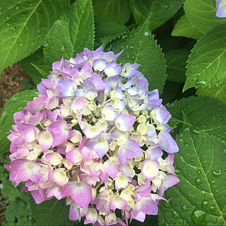 紫陽花/庭/和風の庭のインテリア実例 - 2021-05-16 12:25:56