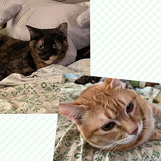 ねこのいる暮らし/保護猫/インスタはじめました♡/インスタ→uutkarisa/ベッド周りのインテリア実例 - 2019-05-30 13:10:11