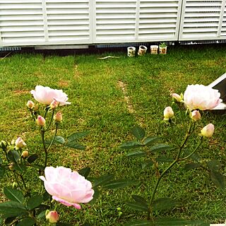 庭のバラ/ルーバーラティス/庭の植物たち/栽培キット/いただきもの♡のインテリア実例 - 2014-05-21 10:28:35