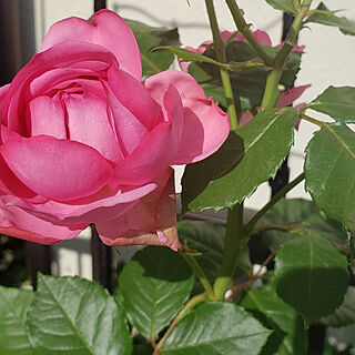 薔薇/ローズポンパドゥール/狭い庭を楽しむ/庭/ガーデニングのインテリア実例 - 2021-06-06 13:50:06