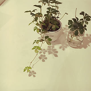 水差しシュガーバインのインテリア実例 Roomclip ルームクリップ