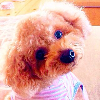 リビング/トイプードル♡/犬大好き♡のインテリア実例 - 2015-06-29 14:39:19