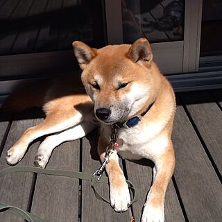 玄関/入り口/ま、良いんじゃね_･)ﾁﾗ/連投すみません/犬部♪/犬ばかりでスイマセンのインテリア実例 - 2015-03-28 17:55:46