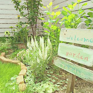 手作りの庭/ガーデン/ナチュラルガーデン/花のある暮らし/緑のある暮らしのインテリア実例 - 2015-08-30 14:49:55
