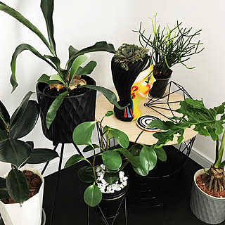 棚/植木鉢/観葉植物/多肉植物/フラワーベースのインテリア実例 - 2018-06-02 17:07:44