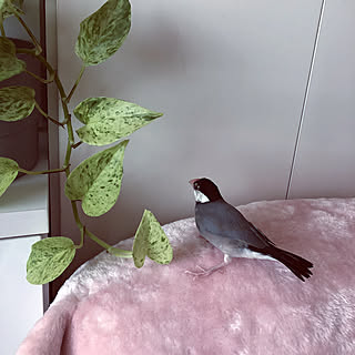 ポトス/桜文鳥/文鳥の文太/リビングのインテリア実例 - 2019-06-13 16:55:19