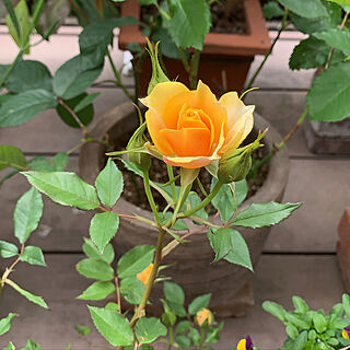 薔薇が好き/植物と暮らす/お休みの日/薔薇の季節/自宅好き...などのインテリア実例 - 2020-05-09 09:22:38