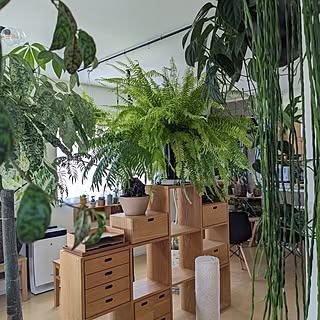 観葉植物のある暮らし/北欧インテリア/北欧ナチュラルインテリア/植物のある暮らし/観葉植物インテリア...などのインテリア実例 - 2023-07-17 18:44:57