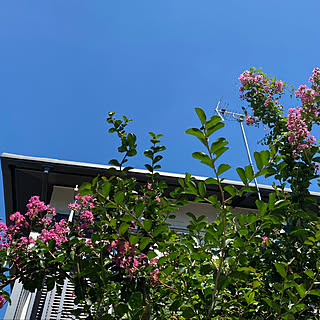 夏の青空/百日紅が満開/夏の記録のインテリア実例 - 2021-08-28 16:18:10