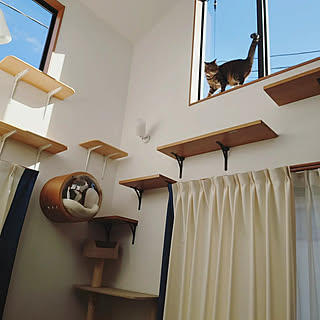 部屋全体/吹き抜け/猫とインテリア/吹き抜け窓/キャットステップ...などのインテリア実例 - 2023-02-19 16:54:34