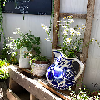 玄関/入り口/野花や草花が大好き/お気に入りの花器/白い花のカタバミ/白い花が好き...などのインテリア実例 - 2024-05-09 08:25:51