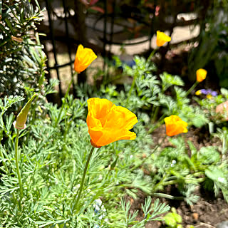 花菱草/植物のある暮らし/植物に癒されて/癒し/庭の草花...などのインテリア実例 - 2023-04-13 13:53:18