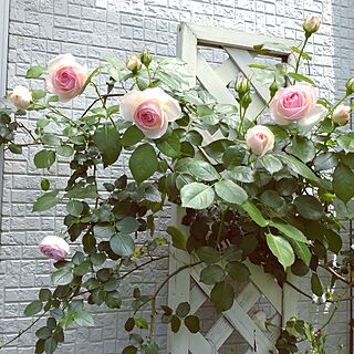 玄関/入り口/お庭/薔薇庭/ピエールドゥロンサール、咲きました♪/つる薔薇...などのインテリア実例 - 2024-04-27 13:06:42