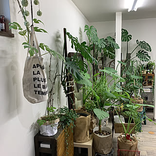 ブルースター/モンステラ　いっぱい/観葉植物/観葉植物/ワイヤープランツ...などのインテリア実例 - 2020-03-13 14:22:01