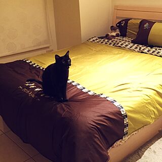 ベッド周り/貓のインテリア実例 - 2015-10-13 23:54:41