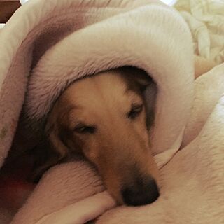 ベッド周り/アポロは夜11時が消灯時間/日なたも大好き/愛犬アポロです。/毛布大好き...などのインテリア実例 - 2016-12-09 18:43:12