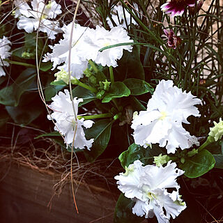 玄関/入り口/ニチニチソウスクリューチュチュ/寄せ植え/花のある暮らし/花...などのインテリア実例 - 2018-07-17 21:06:58