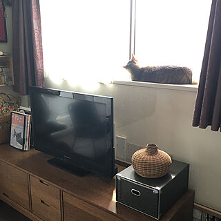 IKEAテレビ台/かごは母の手作り/ねこ部/猫/猫部...などのインテリア実例 - 2019-04-29 13:13:29