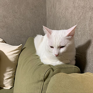 猫/白猫/白猫うずら/リビングのインテリア実例 - 2022-10-31 21:39:01