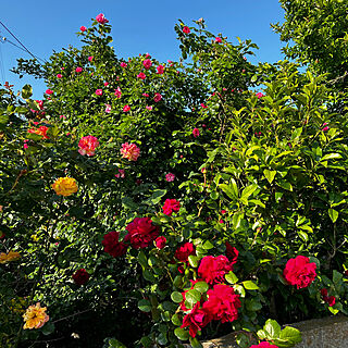 バラのある庭/バラのある暮らし/バラが好き/バラ/玄関/入り口のインテリア実例 - 2023-05-09 10:16:03