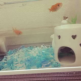 賃貸 金魚水槽のおしゃれなアレンジ 飾り方のインテリア実例 Roomclip ルームクリップ