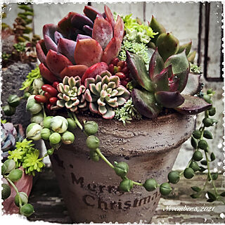 クリスマスディスプレイ/クリスマス/gardening/多肉寄せ植え/garden...などのインテリア実例 - 2021-11-08 17:25:03