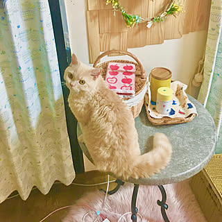 セルカークレックス/猫がすき♡/ルームクリップだいすき♡/RCの出会いに感謝♡/猫のいる暮らし...などのインテリア実例 - 2022-05-20 20:43:31