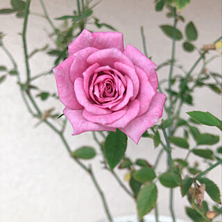 ベンムーン/薔薇が好き♡/玄関/入り口のインテリア実例 - 2021-10-31 09:11:02