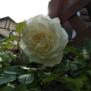 こんばんは♪/いつもいいねありがとうございます/バラが好き/花が好き/春の庭...などのインテリア実例 - 2018-04-25 20:33:09