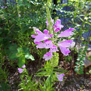 部屋全体/お花が大好き/お花のある生活❁/庭/ガーデニング...などのインテリア実例 - 2020-09-17 13:47:43