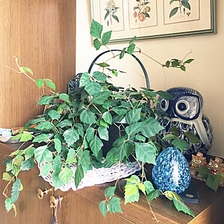 部屋全体/玄関/観葉植物/みどりのある暮らし/グレープアイビー...などのインテリア実例 - 2017-07-18 09:25:26