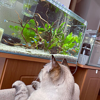 猫と魚との暮らし/癒し/熱帯魚/リビングのインテリア実例 - 2023-04-24 08:37:02