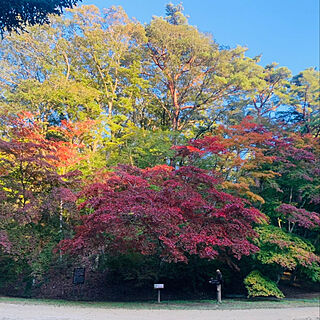 紅葉/癒し♡/秋ですね/文化の日/森林植物園...などのインテリア実例 - 2022-11-04 20:14:19